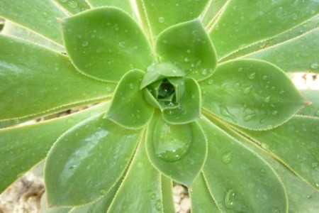 莲花掌