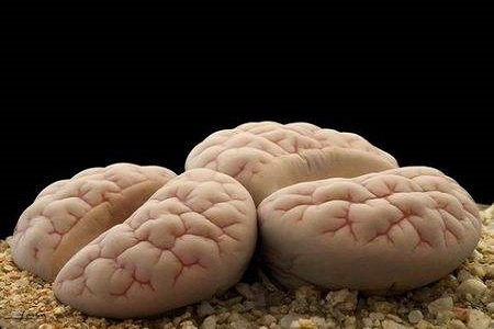 荒玉
