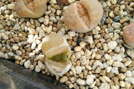 生石花