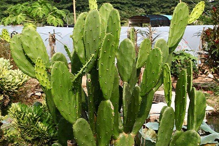 仙人掌