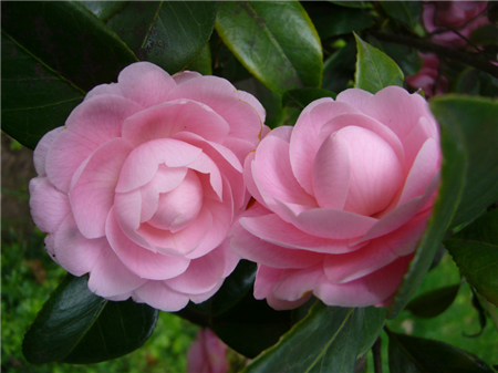 茶花