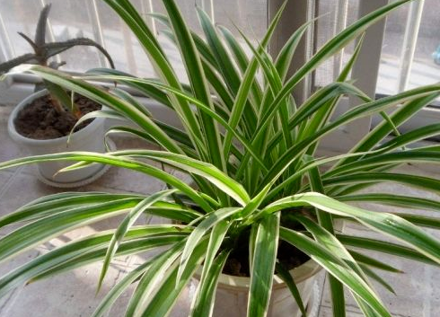 植物浇水