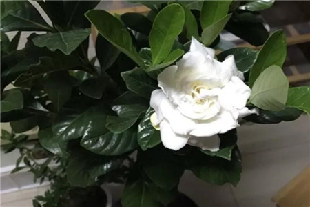 栀子花