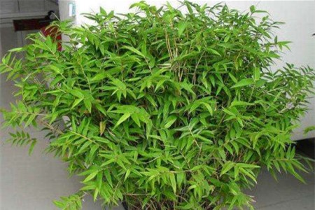凤尾竹
