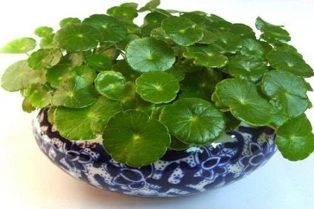 水培铜钱草
