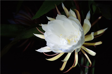 昙花