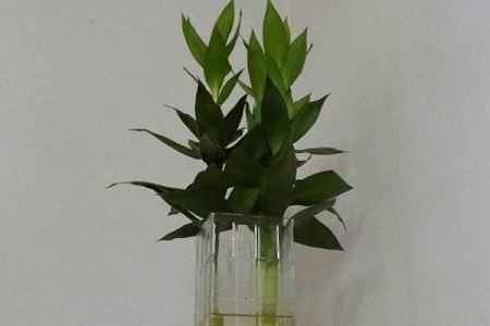 莲花竹
