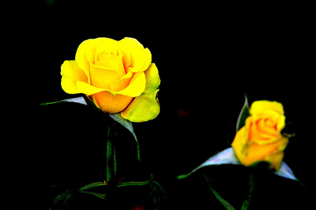 黄玫瑰代表什么意思- 花百科