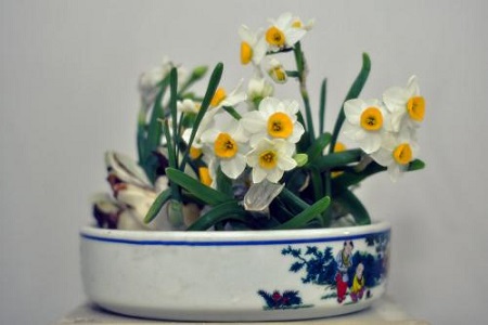 水仙花