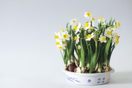水仙花
