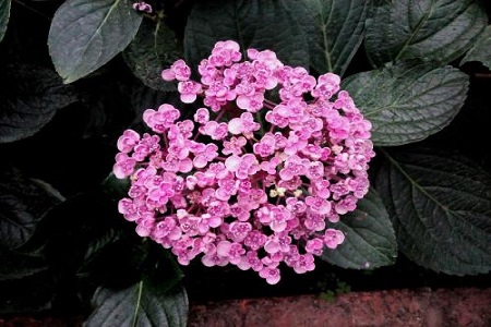 绣球花