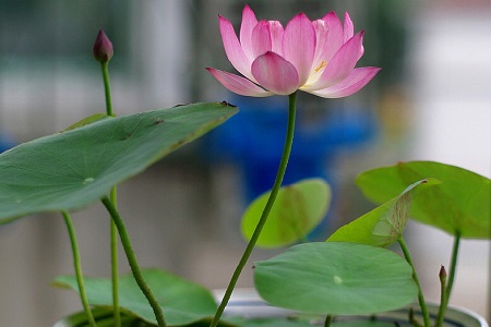 碗莲