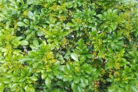 米兰花