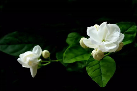 茉莉花