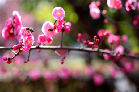 梅花