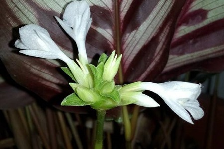 孔雀竹芋