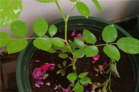 蔷薇花