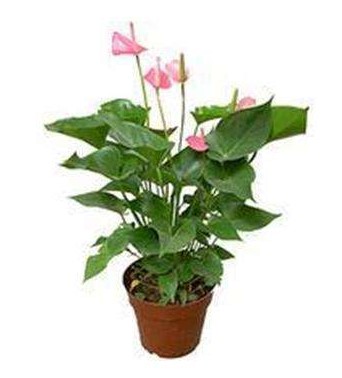 植物
