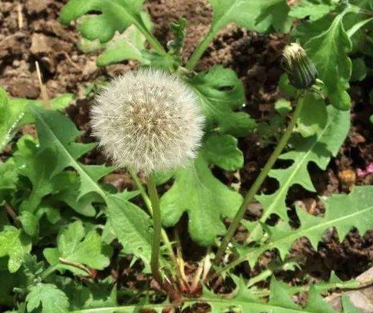 [蒲公英]马路边挖点"野菜,炒菜凉拌样样行,清热又解毒 深圳生活网