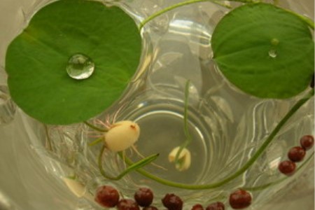 种植莲子