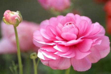 花毛茛