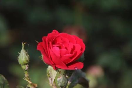月季花
