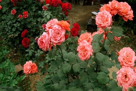 月季花