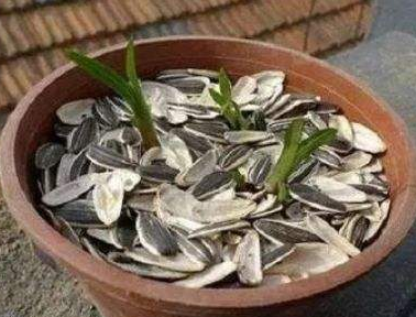 瓜子壳