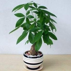 发财树