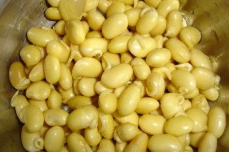 黄豆芽