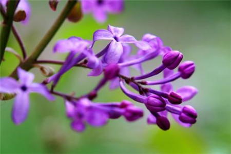 丁香花
