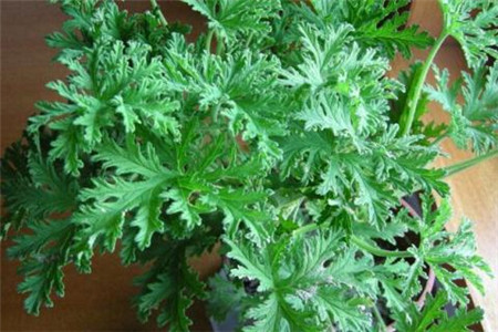 驱虫草