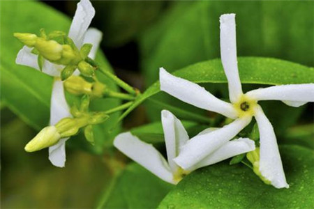 风车茉莉