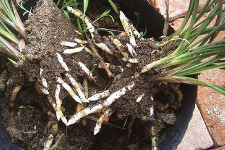 兰花根全部烂了能活吗,空根和烂根的有什么不同,如何补救？