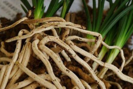 兰花根全部烂了能活吗,空根和烂根的有什么不同,如何补救？