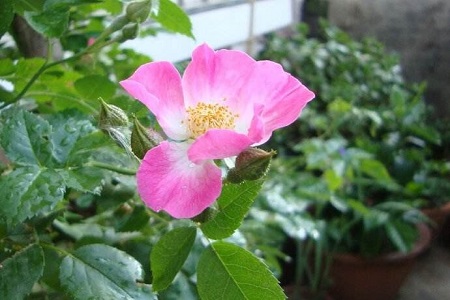 蔷薇花