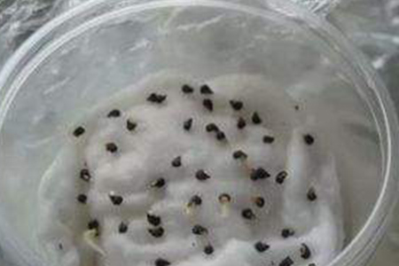 番茄种子