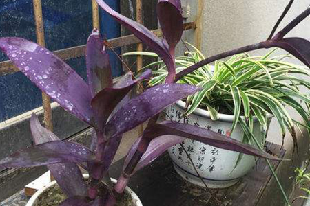 紫鸭跖草