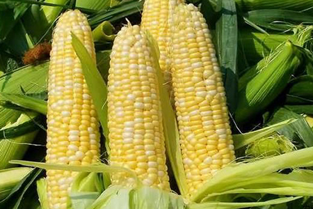 玉米是凉性还是热性,有什么功效与作用