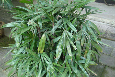 棕竹是一种生长能力很强的水性植物,有着青绿的枝叶,以及粗壮的株形