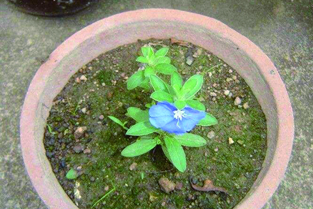 蓝星花