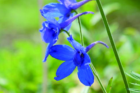 蓝雀花