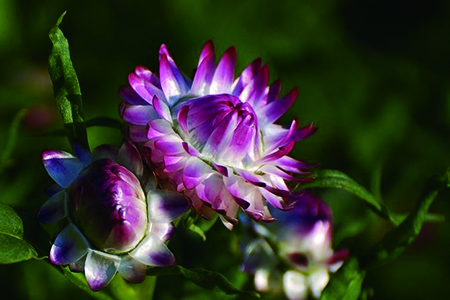 麦秆菊