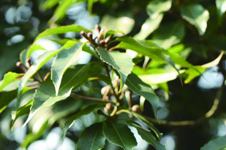 木荷