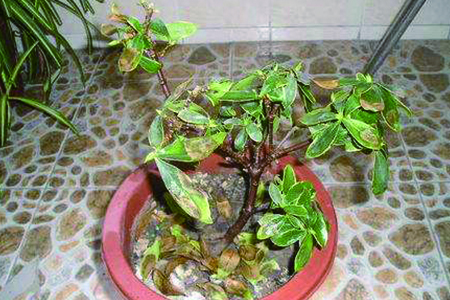 瑞香花 瑞香花