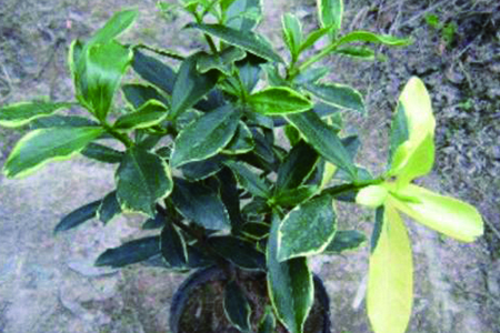 瑞香花 瑞香花