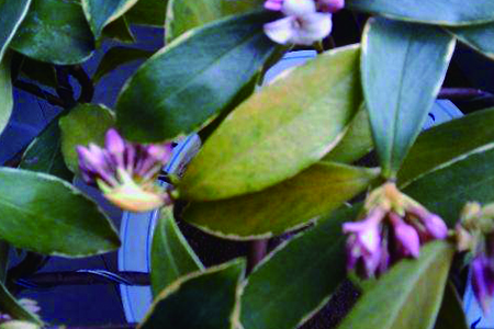瑞香花 瑞香花