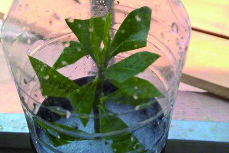 栀子花