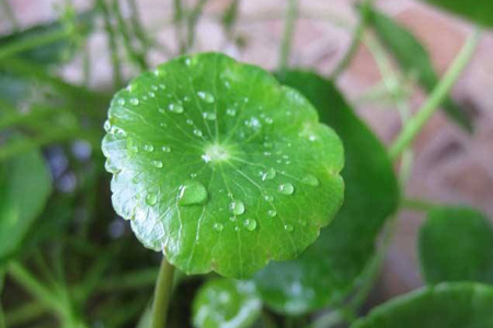 铜钱草
