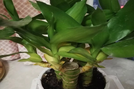 荷花竹 荷花竹
